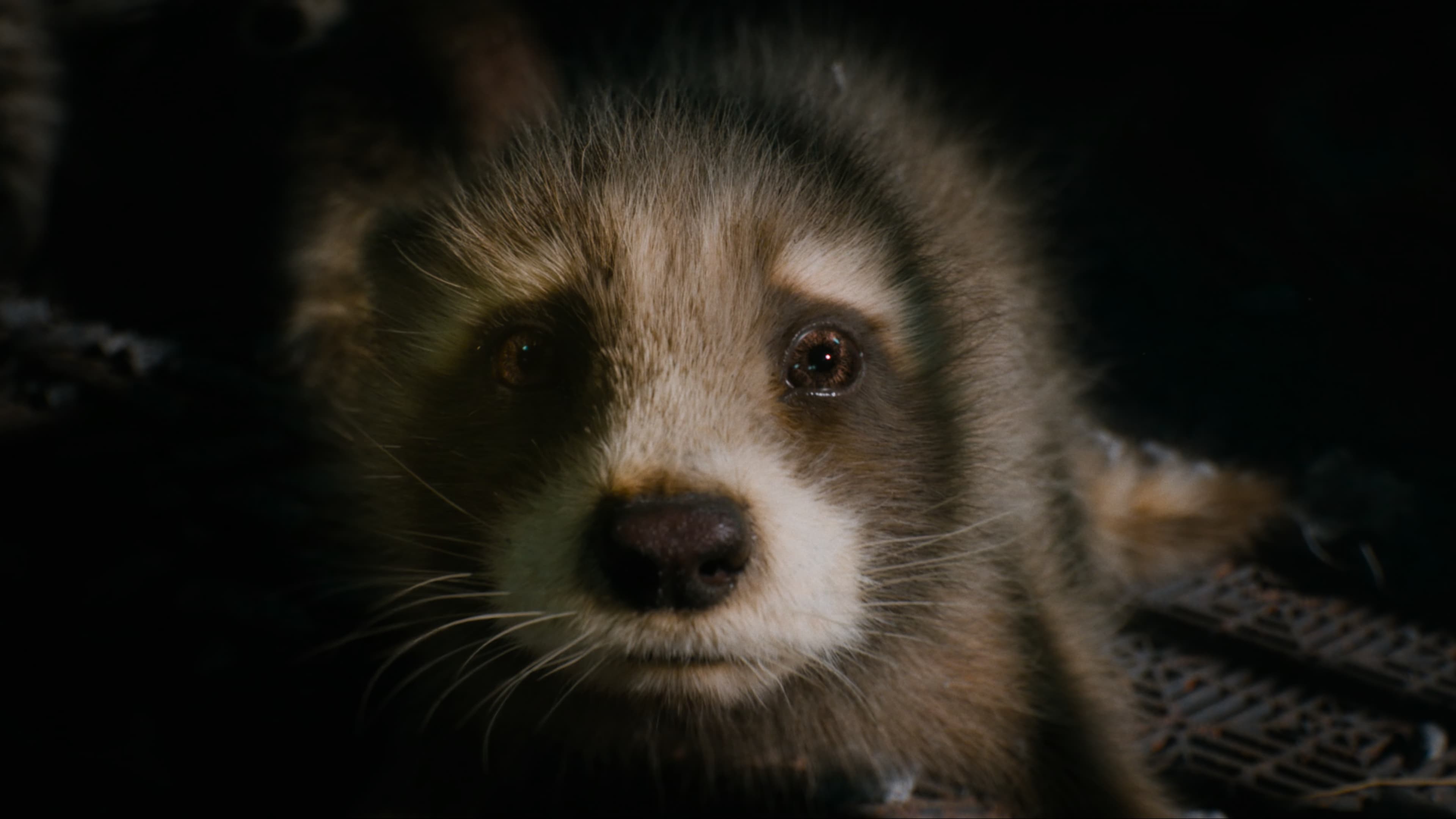 The backtory of Rocket revealed in Guardians of the Galaxy Vol.3