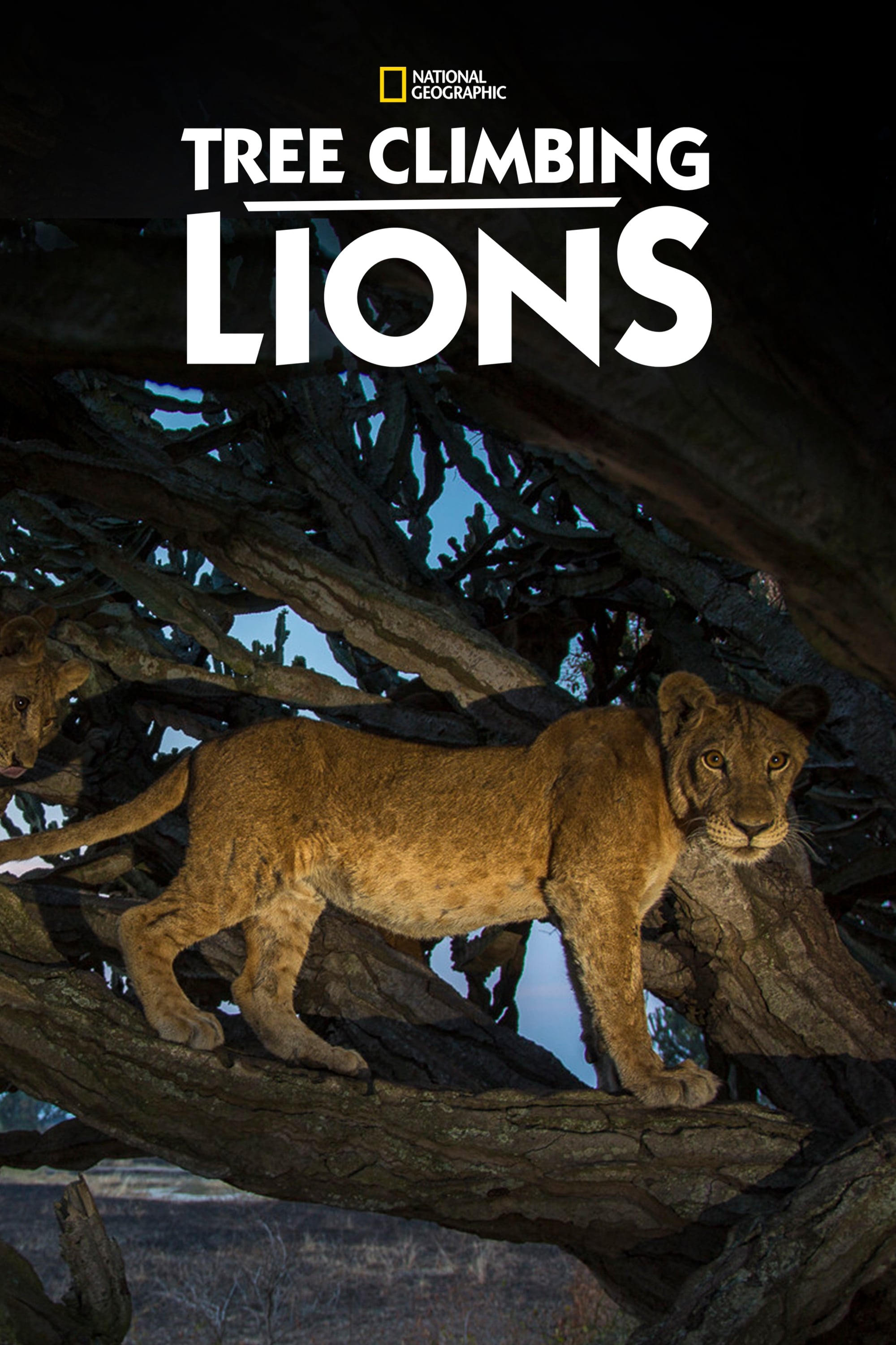 EN - Tree Climbing Lions (2018)