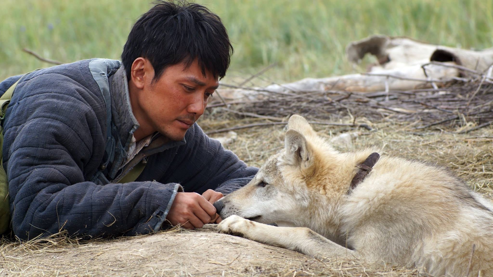 Wolf Totem (2015) - Backdrops — The Movie Database (TMDB)