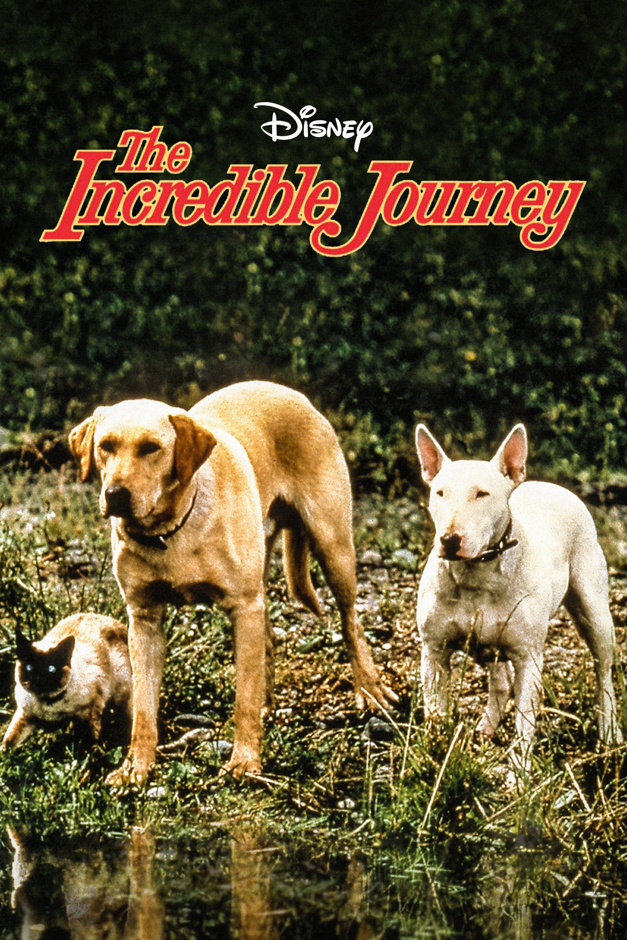 the incredible journey images