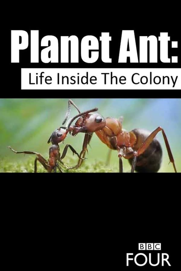 ant colony movie