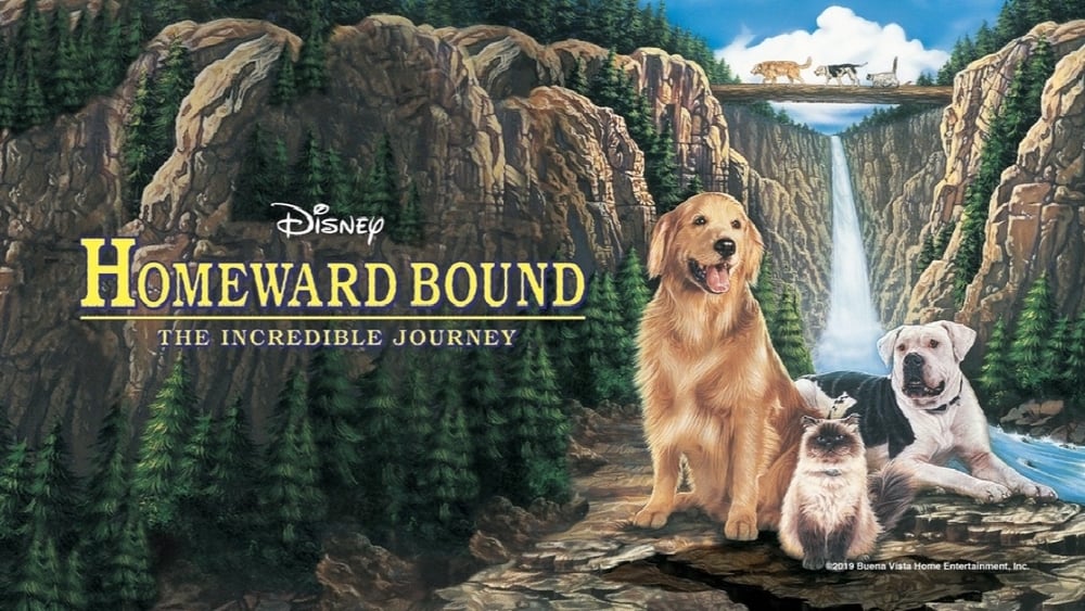 Homeward Bound: The Incredible Journey (1993) - Backdrops — The Movie ...
