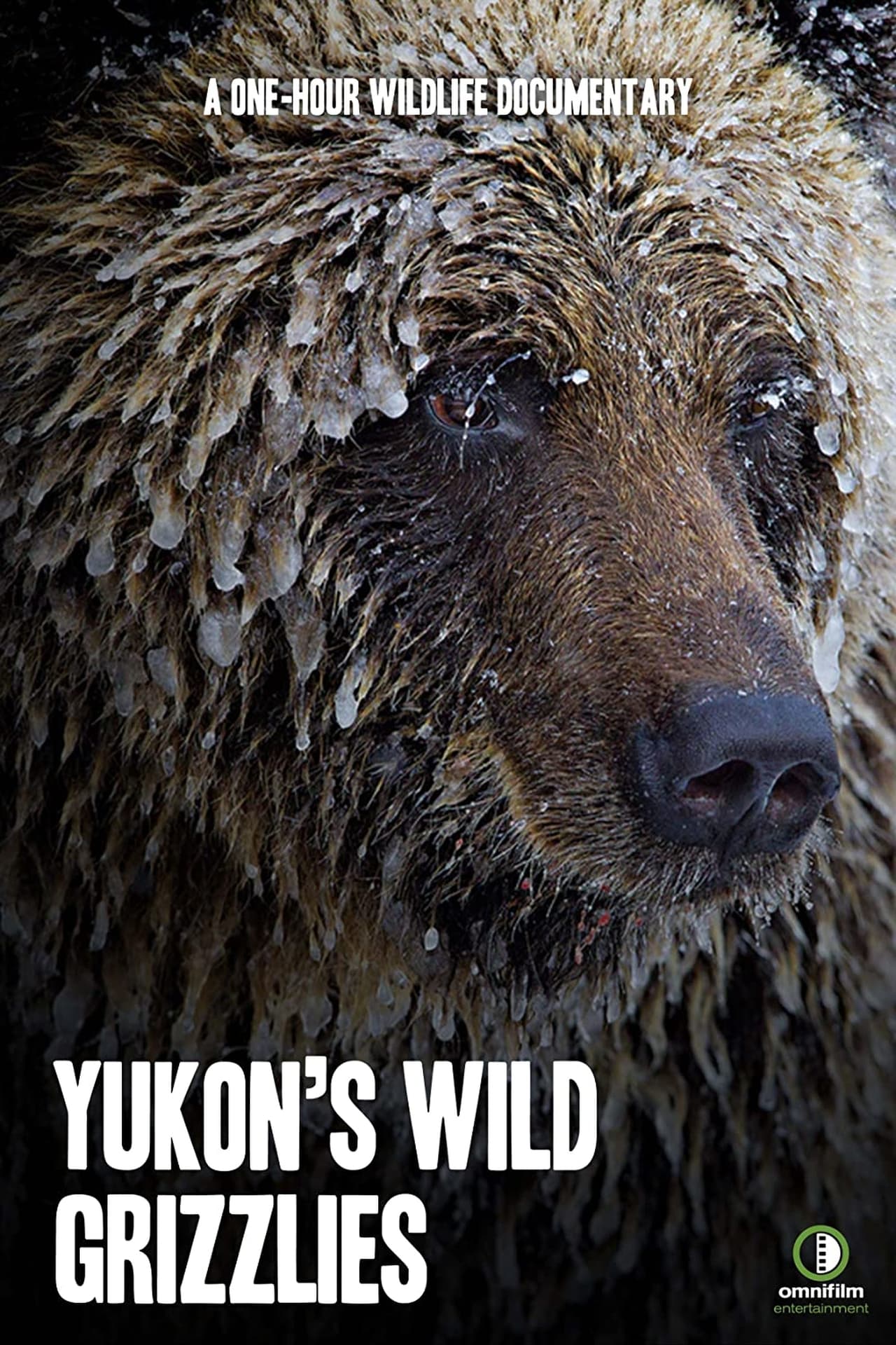 EN - Yukon's Wild Grizzlies (2021)