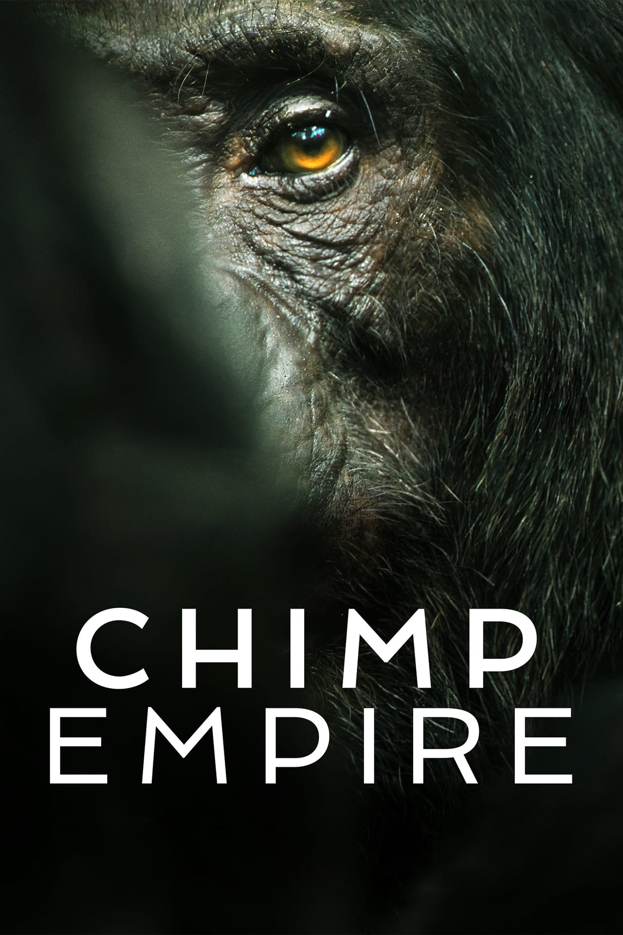 黑猩猩帝國 | awwrated | 你的 Netflix 避雷好幫手!
