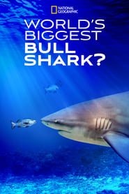 World&#39;s Biggest Bull Shark?
