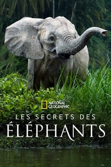 Les secrets des éléphants sur Disney Plus