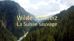 Wilde Schweiz