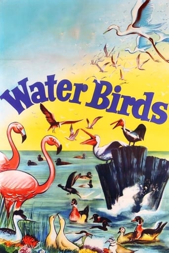 Water Birds (1952) download