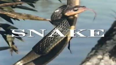 Predators of the Wild: Snake