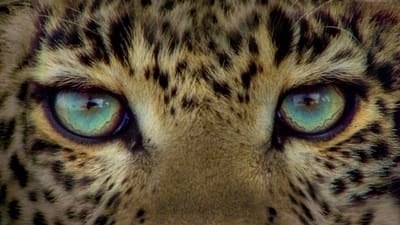 Jade Eyed Leopard