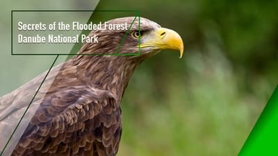 Secrets of the Flooded Forest - Danube National Park