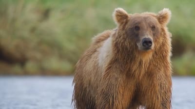 Alaskas Riesenbären