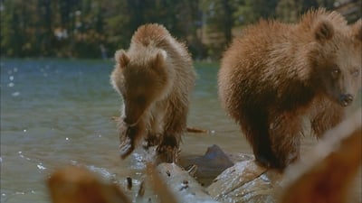 Medvědi