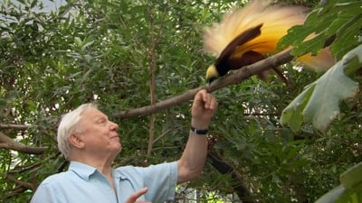 David Attenborough: Rajští ptáci