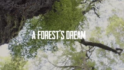 A Forest's Dream