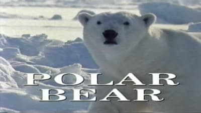 Predators of the Wild: Polar Bear