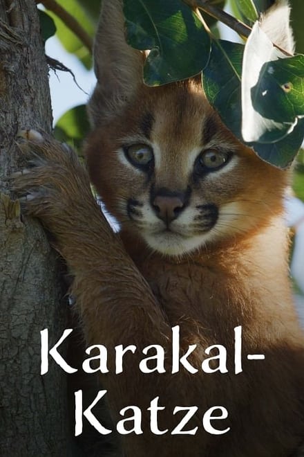 Karakal-Katze - Von der Savanne nach Kapstadt