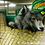 subwaywolf