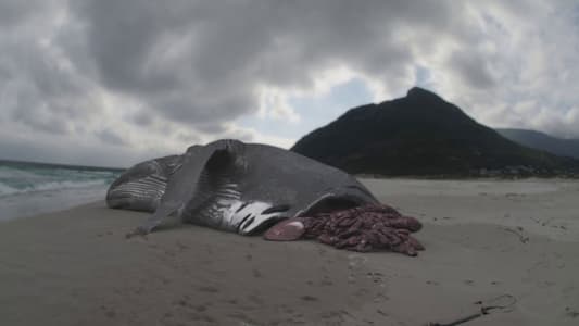 ميغالودون: يعيش القرش الوحش