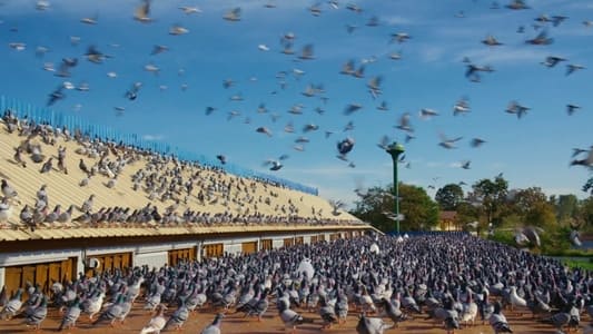 Million Dollar Pigeons