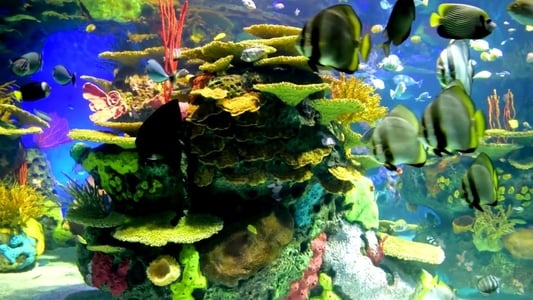 Beautiful Coral Reef Fish