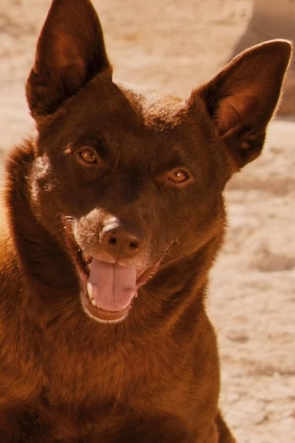 Koko profile image
