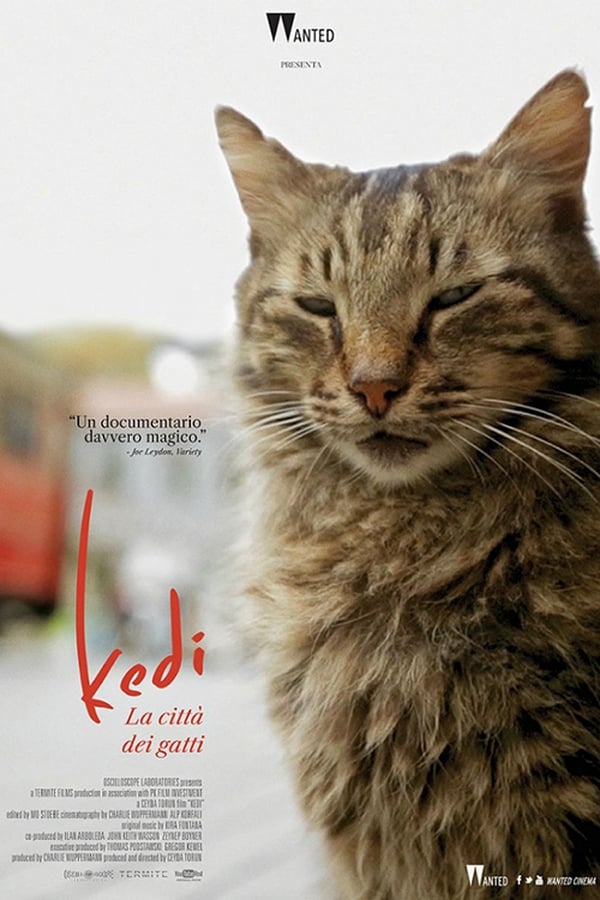 Kedi – La città dei gatti