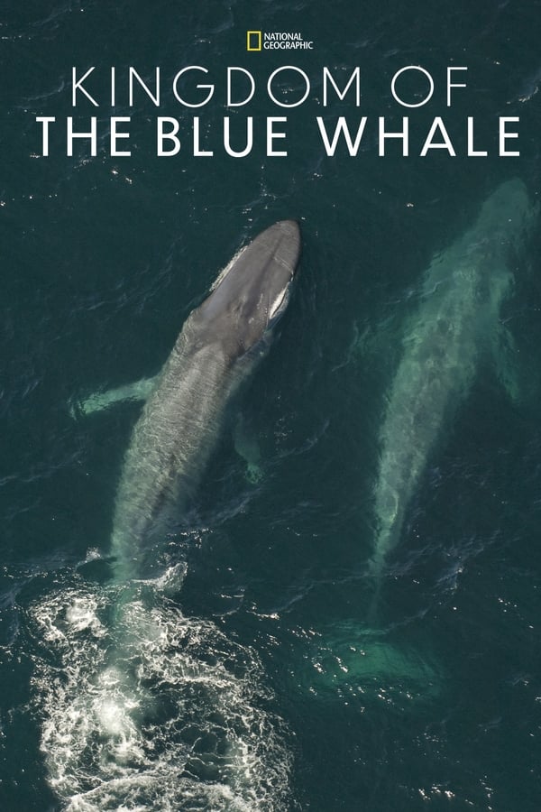 Il gigante fragile – La balena blu