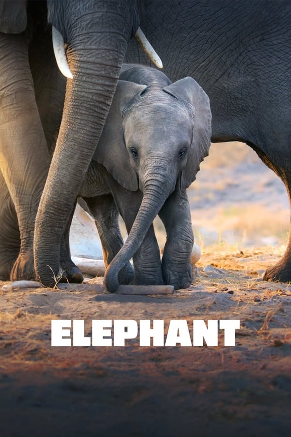 Elephant  [MULTI-SUB]
