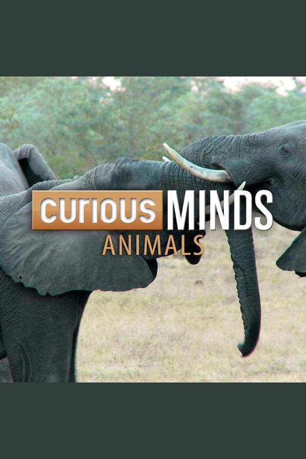 Curious Minds: Animals