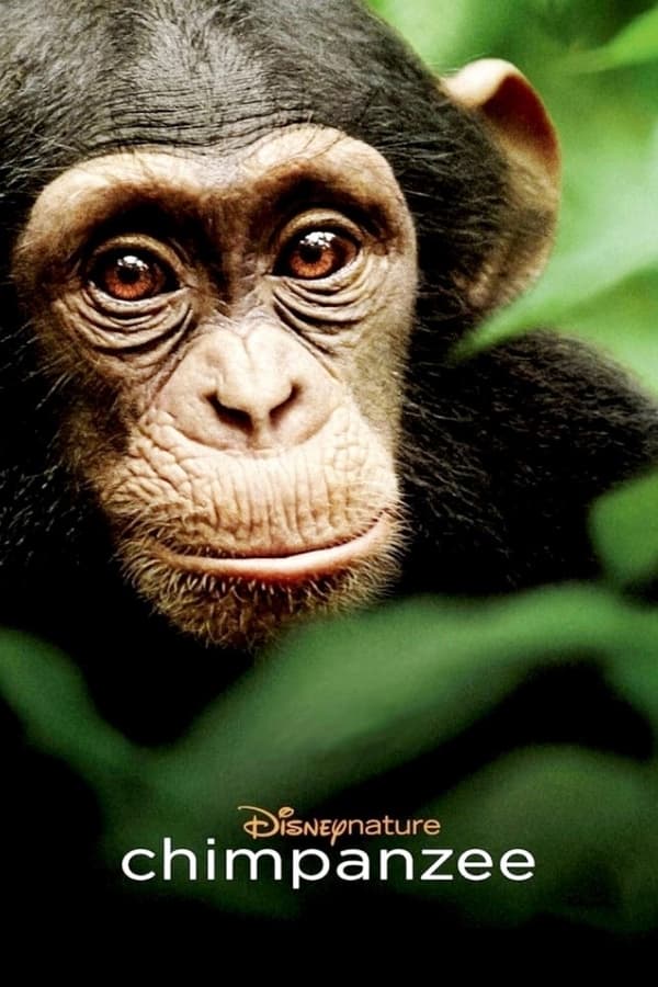 Affisch för Schimpansen