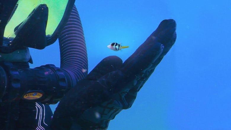 Puff: Wonders of the Reef (2021) — The Movie Database (TMDB)